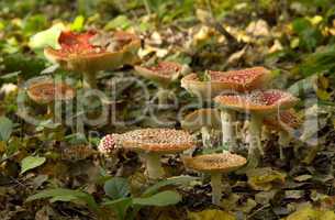 group of red fly agaric mushrooms