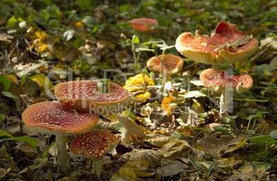 group of red fly agaric