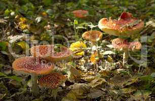 group of red fly agaric