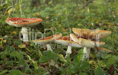 red fly agaric, Amanita muscaria