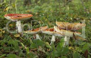 red fly agaric, Amanita muscaria
