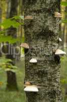 mushrooms on tree