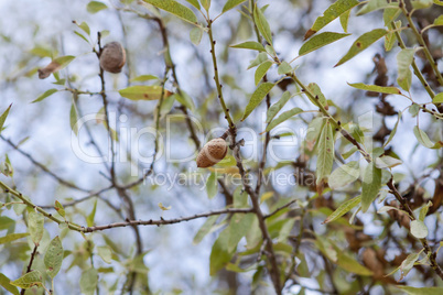 mandel baum mit früchten im freien