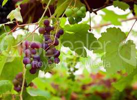 red grapes