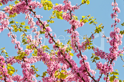 Judas Tree Flower And Leaves