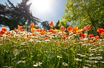 A Field Of Tulips In A Garden