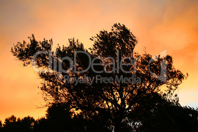 Olive Tree Silhouette At Sunset