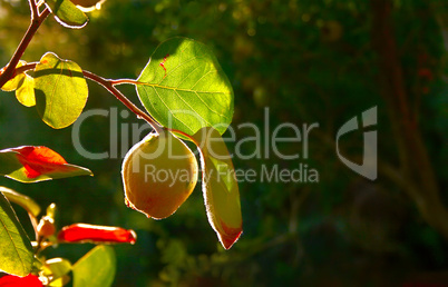 Quince Fruit On Tree