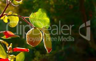 Quince Fruit On Tree