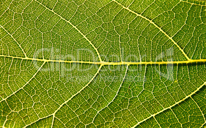 Fig Leaf Close-up