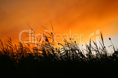 Reeds At Smokey Sunset