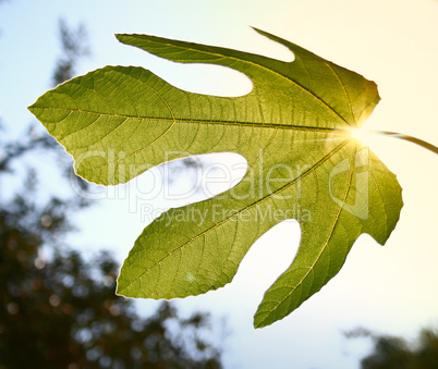 Mediterranean Fig Leaf