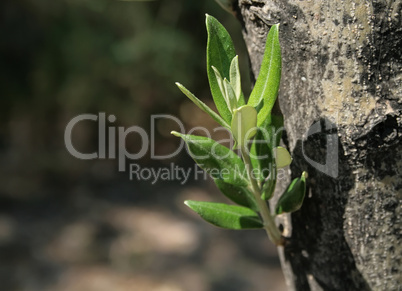 Mediterranean Olive Tree Sprout