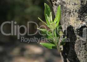 Mediterranean Olive Tree Sprout