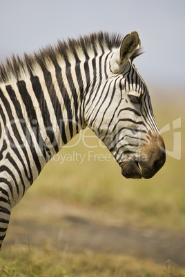 zebra in profile