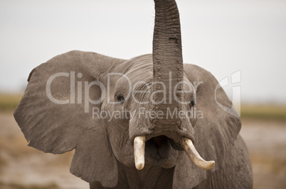 elephant trumpeting