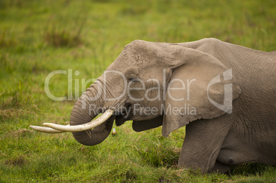 elephant eating grass
