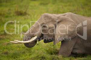 elephant eating grass