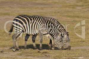 two zebras grazing