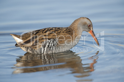 water rail in water