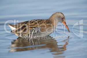 water rail in water