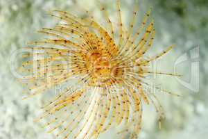 Sea Spirographus