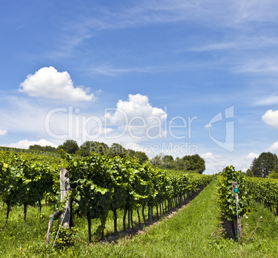 Vineyard