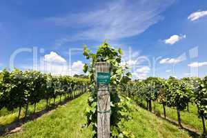 Vineyard of zweigelt grape