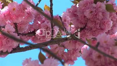 flowering tree