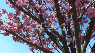 flowering tree