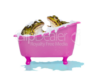 Bubble bath for pet frogs