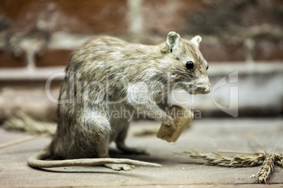 Rat animal eating bread food