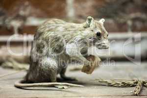 Rat animal eating bread food
