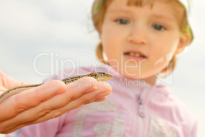 Little girl watching at the lizard