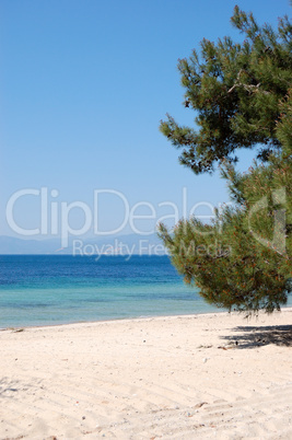 Pine tree on a beach at the luxury hotel, Thassos island, Greece
