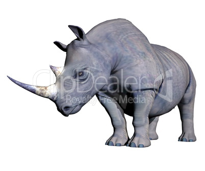 Rhinoceros head down