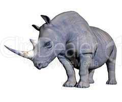 Rhinoceros head down