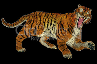 Tiger raging
