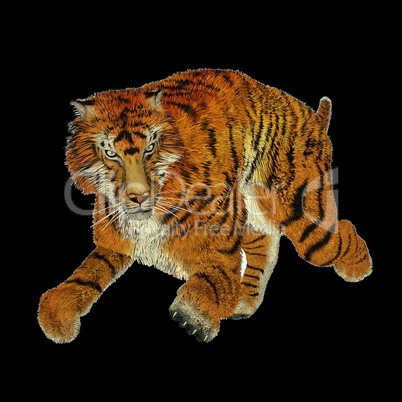 Tiger running