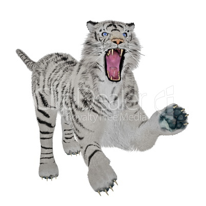 White tiger attacking