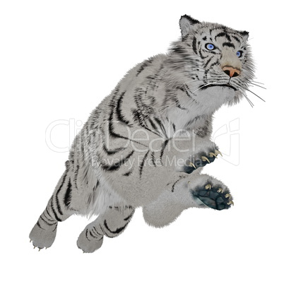 White tiger jumping