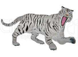 White tiger raging