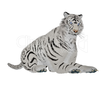 White tiger relaxing