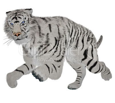 White tiger running