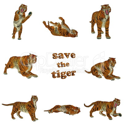 Set to save the tiger
