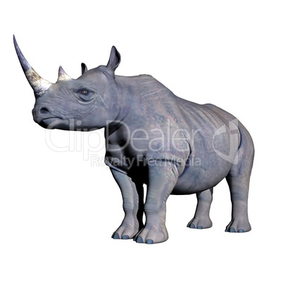 Rhinoceros standing
