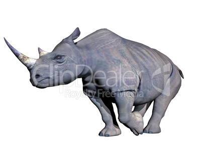 Rhinoceros charging