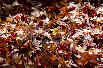 Background of japanese maple leaves in autumn