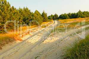 Fork road on sandy soil among pine forest