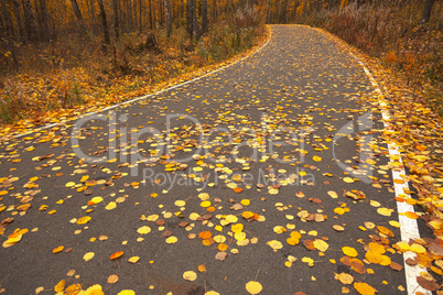 Road during autumn